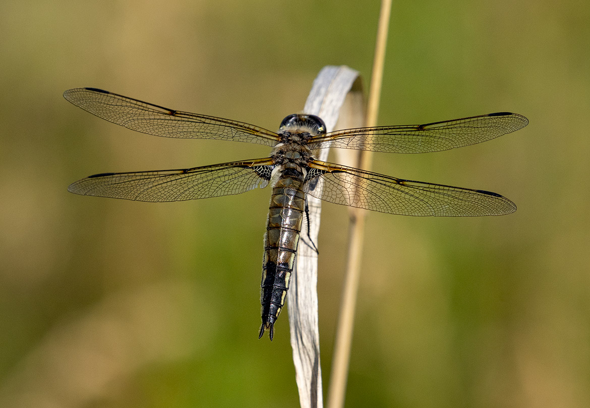 Four-spotted Skimmer (Libellula quadrimaculata) at Crow-Hassan Park Reserve, Minnesota—four distinct wing spots