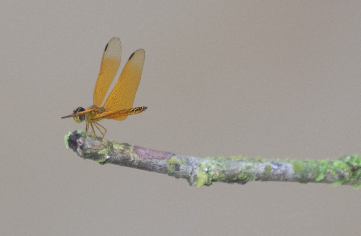 Unidentified dragonfly from the Tambopata River, Peru—tropical skimmer pending ID