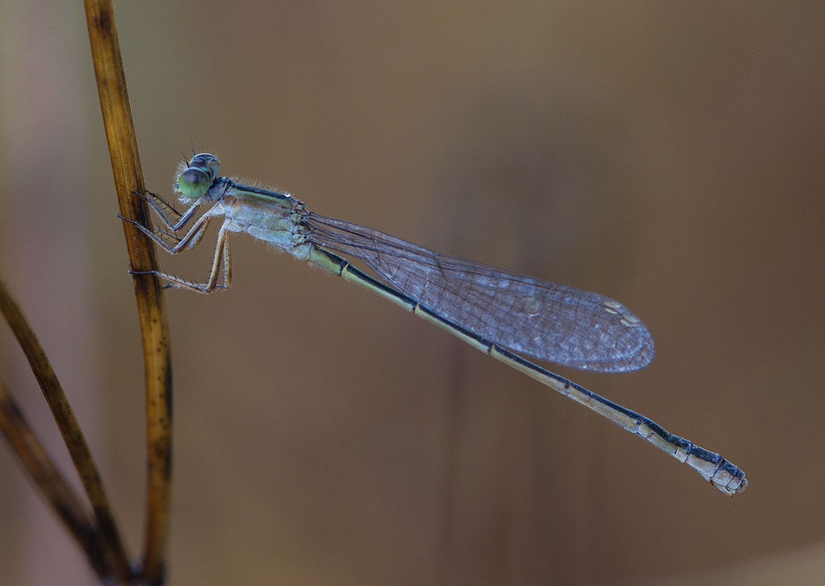 Unidentified damselfly from the Tambopata River region, Peru—slender zygopteran pending ID