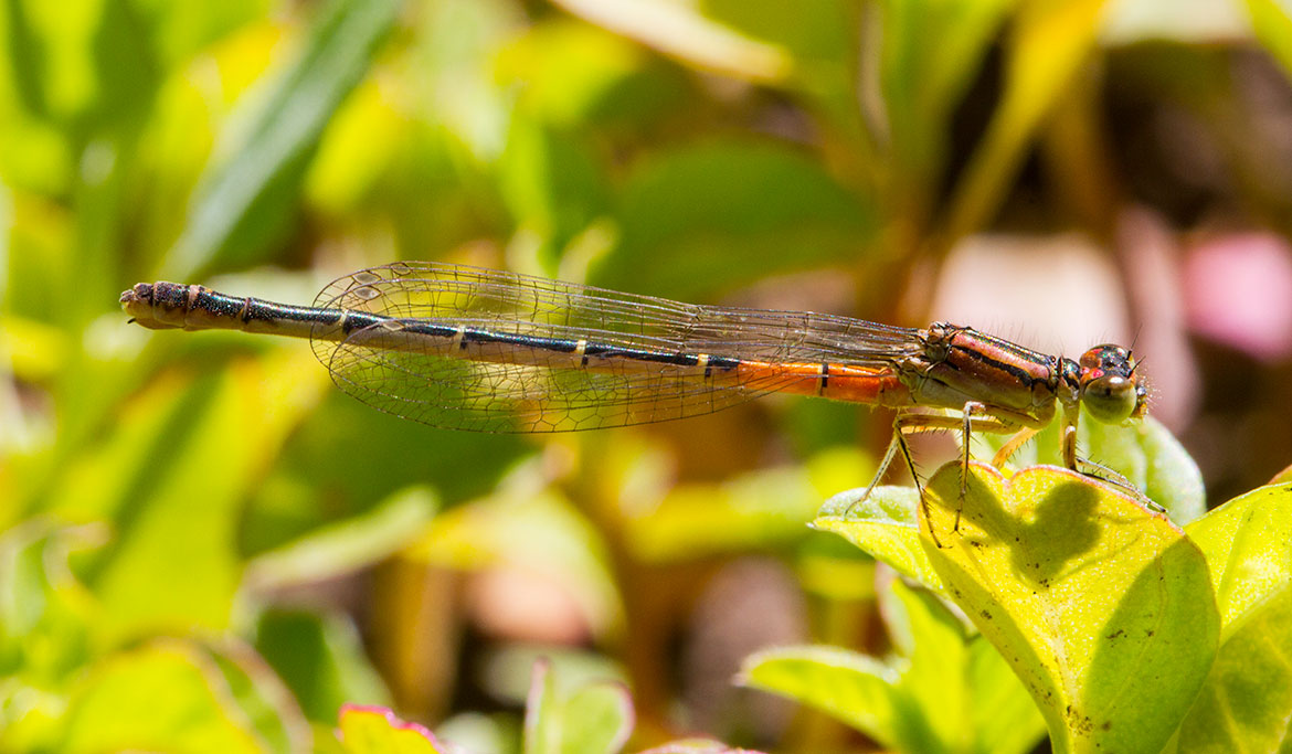 Western Red Damsel (Amphiagrion abbreviatum) from Sauvie Island, Oregon—tiny red damselfly on emergent stems