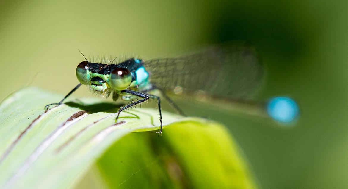 Pacific Forktail (Ischnura cervula) from Ridgefield NWR, Washington—small forktail with pale antehumeral stripes