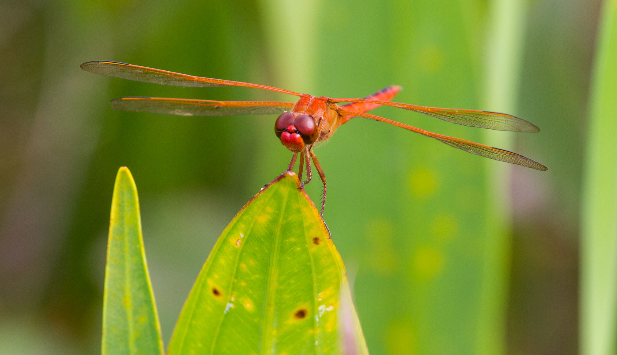 Dragonfly in the Okefenokee.