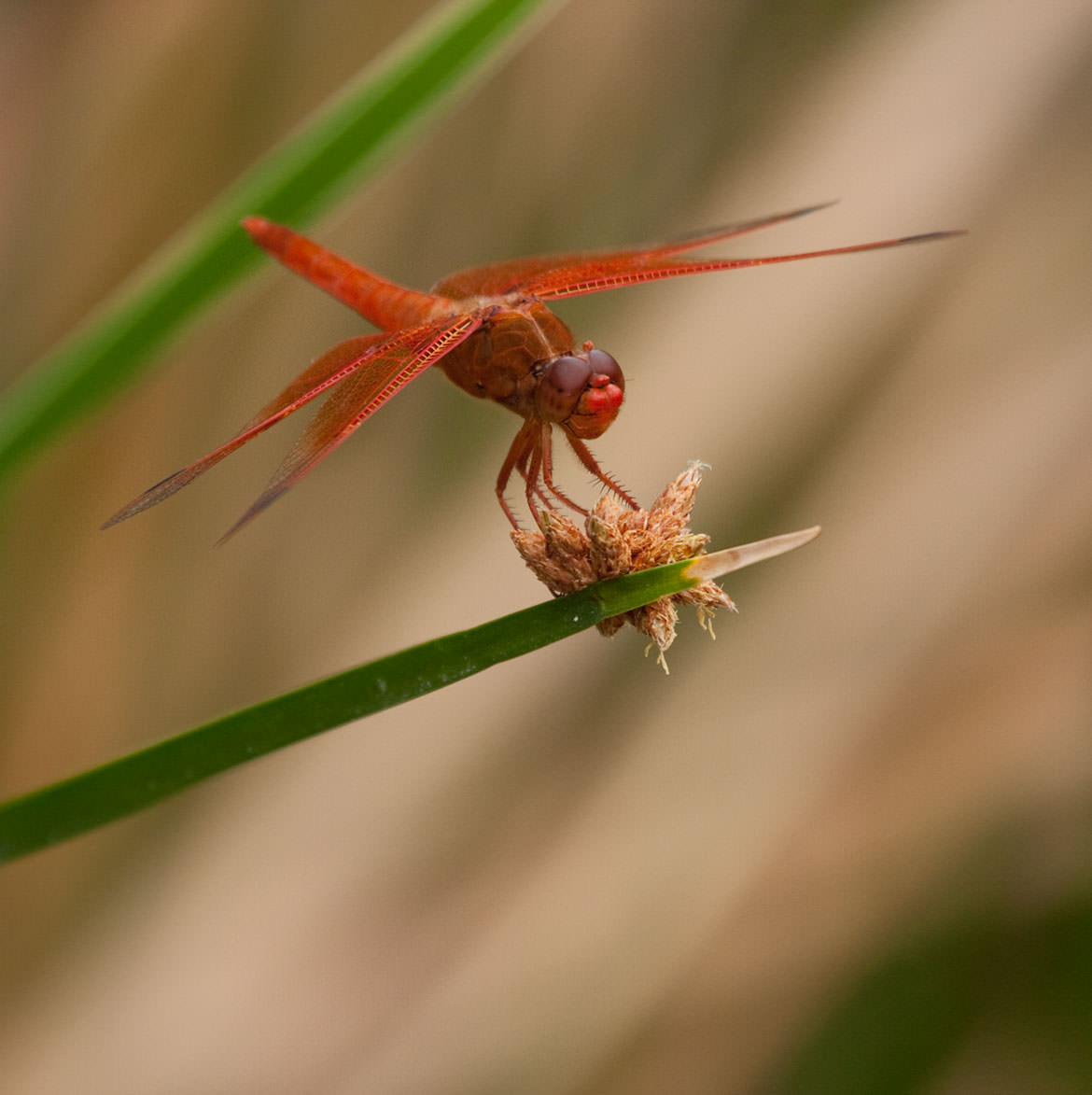 Dragonfly Photo