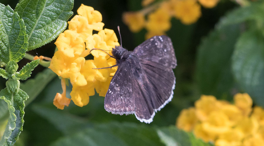 Dull Firetip (Apyrrothrix araxes), Madera Canyon, Arizona