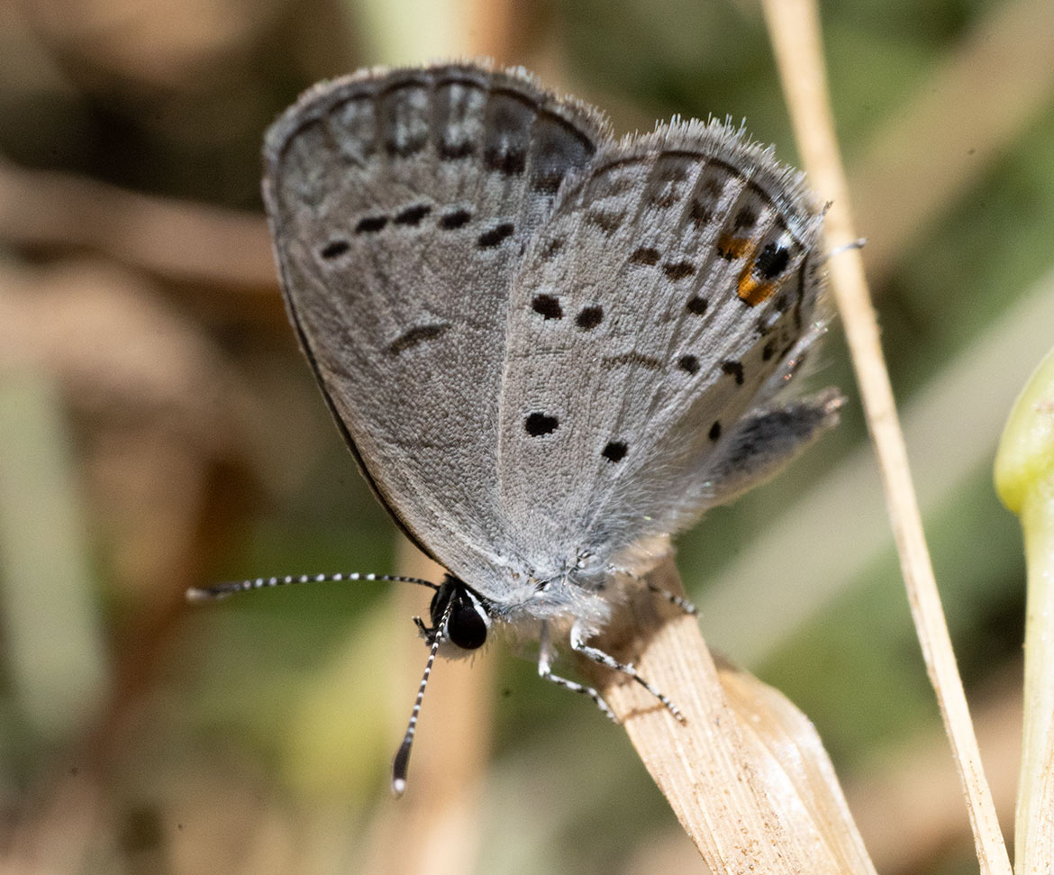 Eastern-tailed Blue (Cupido comyntas), Tayrona National Park, Magdalena, Colombia