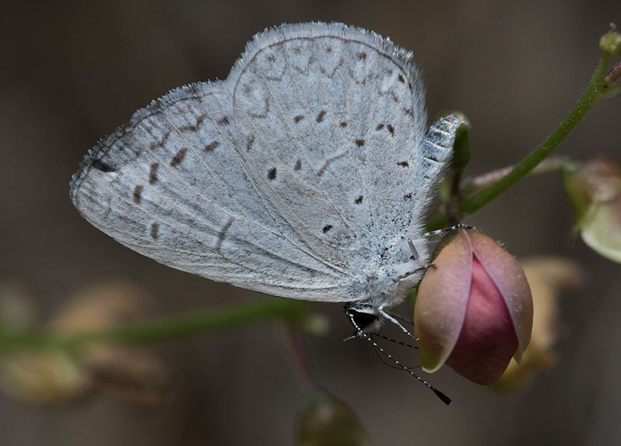 Echo Azure (Celastrina echo), Madera Canyon, Arizona