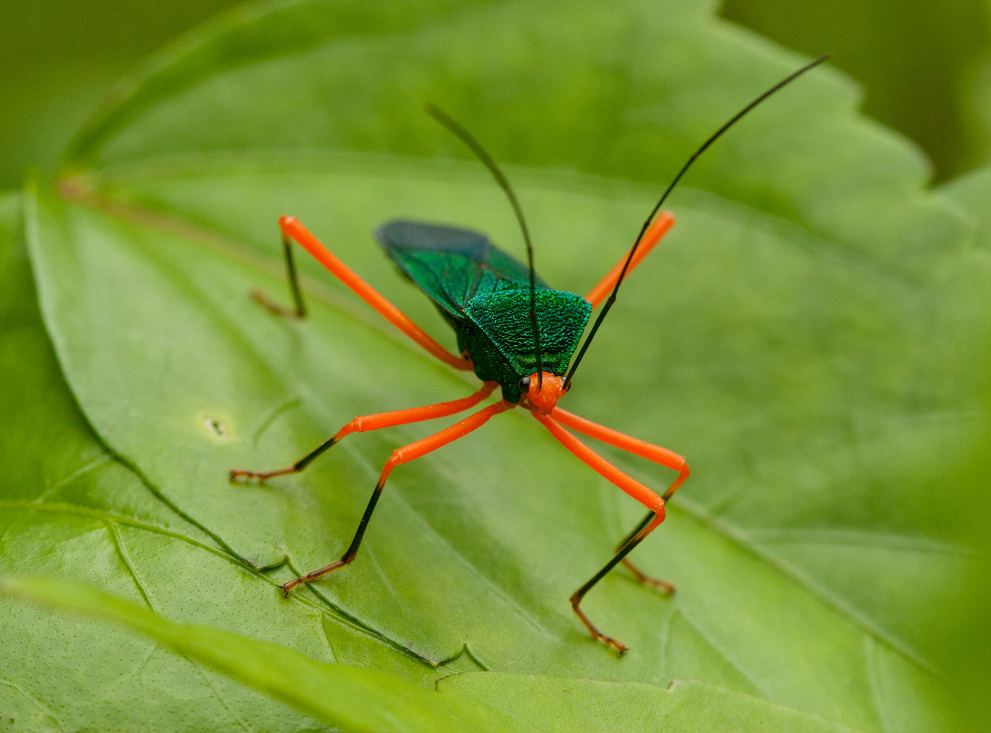 Striated Heron, Amazon Jungle