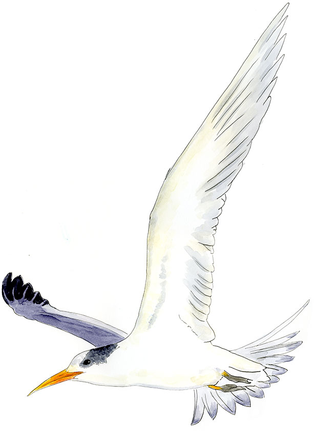 Watercolor and Copic marker sketch of a Elegant Tern (Thalasseus elegans), by Erik Gauger.