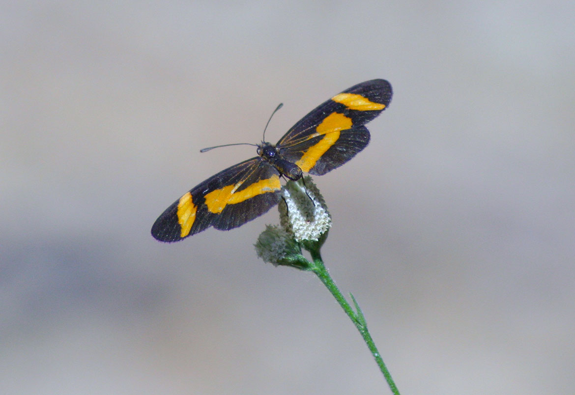 Elf (Microtia Elva), San Juan del Sur, Nicaragua