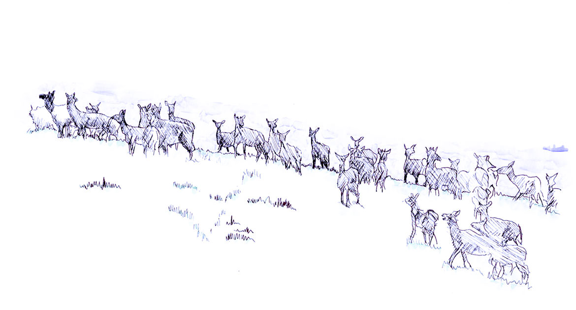 Elk in Eastern Oregon