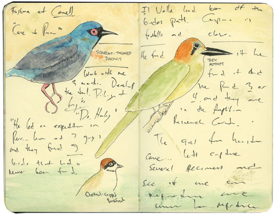 Scarlet-thighed Dacnis Sketch