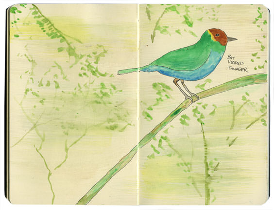 Bay Hood Tanager Sketch