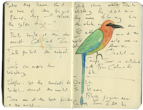 Birds of Panama Sketch