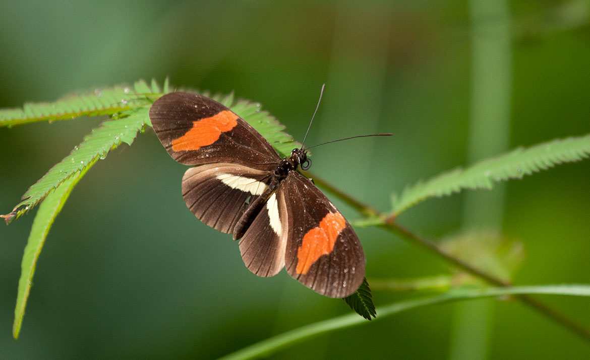 Erato Heliconian (Heliconius erato), Soberania National Park, Panama