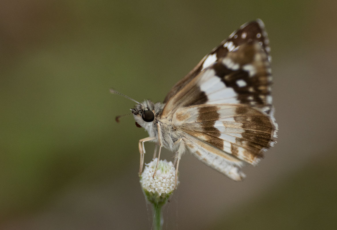 Erichson's White Skipper (Burnsius orcus), near Camarones, La Guajira, Colombia