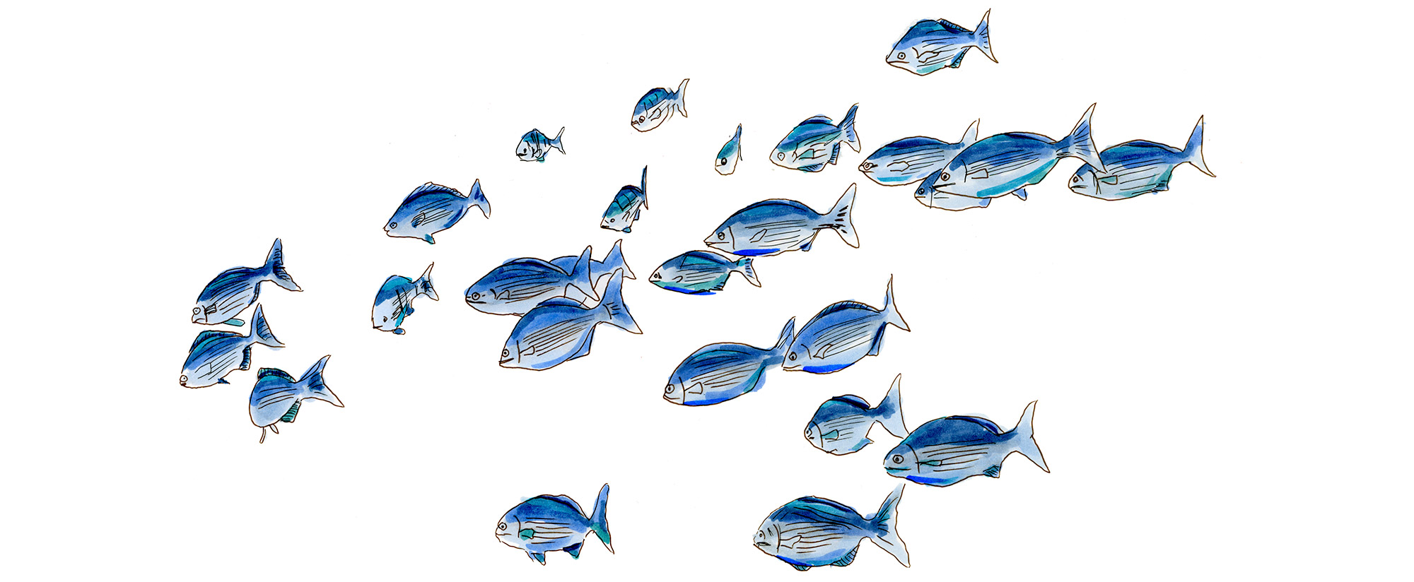 Hand-drawn sketch by Erik Gauger showing a school of blue and turquoise reef fish swimming in various directions, inspired by marine life in the Bahamas.