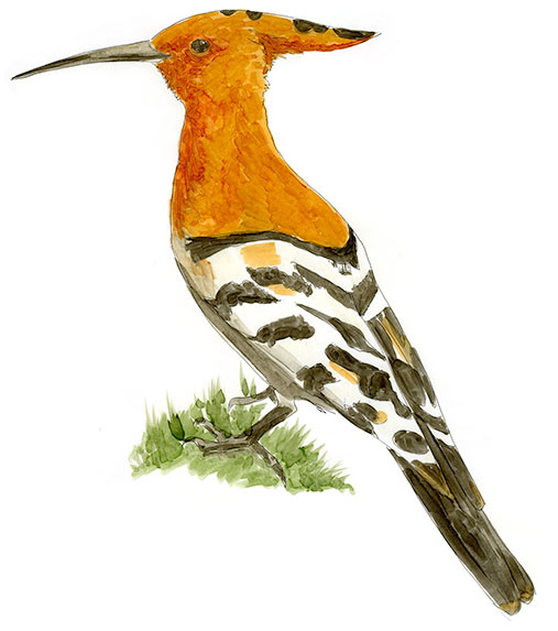 Watercolor and Copic marker sketch of a Eurasian Hoopoe (Upupa epops), by Erik Gauger.