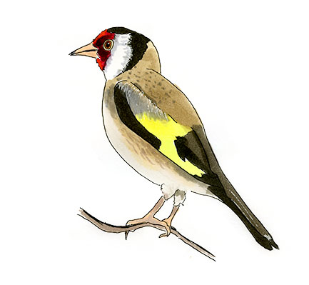 Watercolor and Copic marker sketch of a European Goldfinch (Carduelis carduelis), by Erik Gauger.