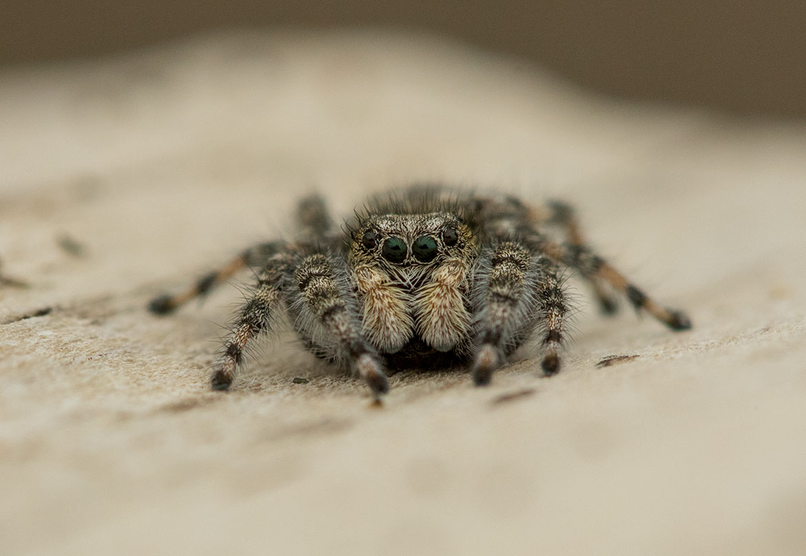 Evarcha proszynskii Jumping Spider from Floras Lake, Oregon, with iridescent green eyes and compact, hairy body
