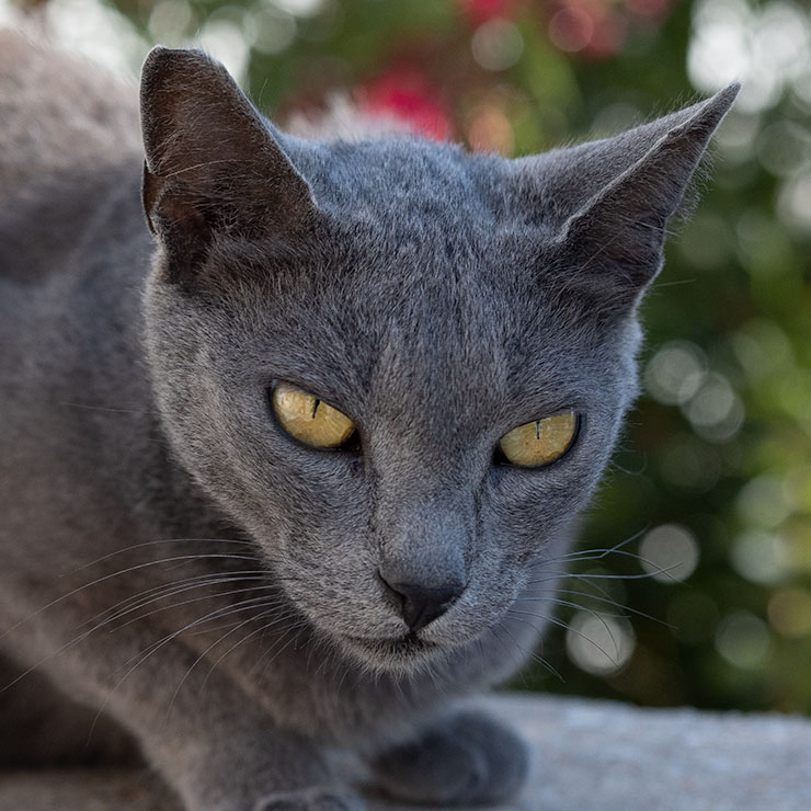 Cat with an Evil Eye