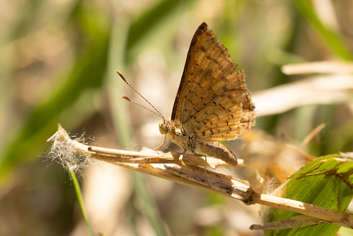 Fatal Metalmark (Calephelis nemesis), Patagonia Lake, Arizona