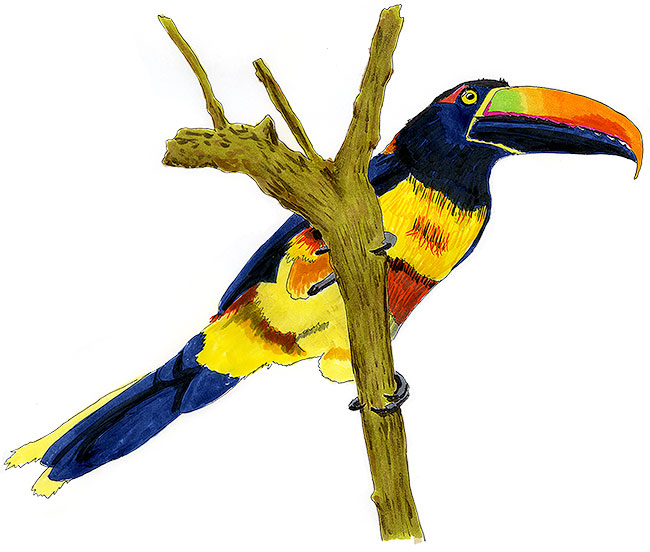 Watercolor and Copic marker sketch of a Fiery-billed Aracari (Pteroglossus frantzii), by Erik Gauger.