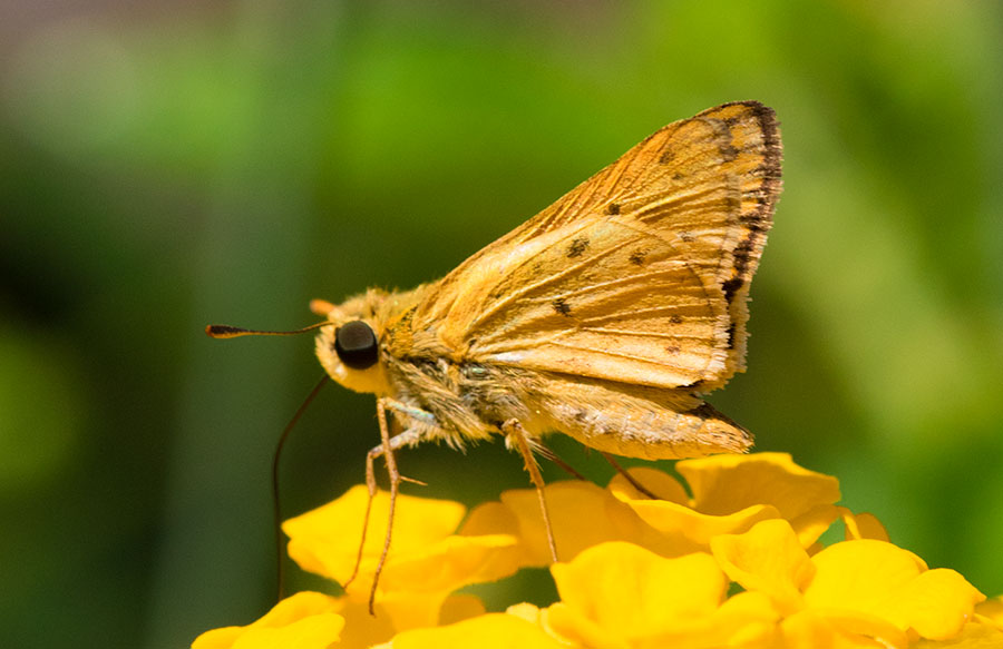Fiery Skipper (Hylephila phyleus), Oro Valley, Arizona