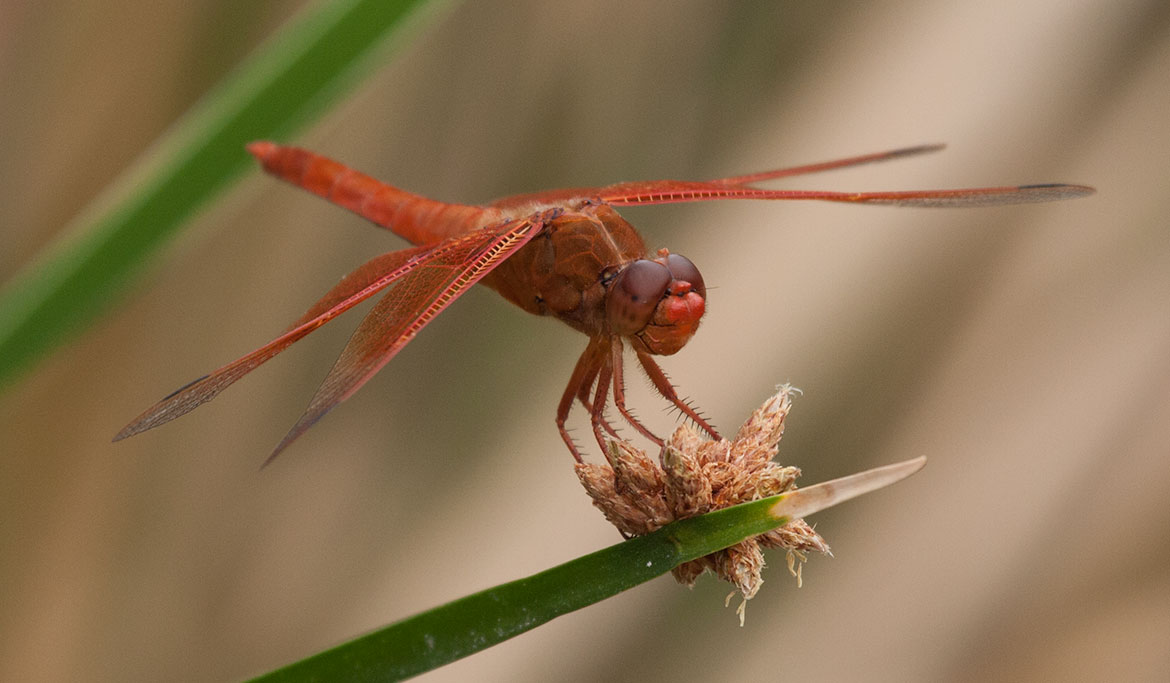 Flame Skimmer (Libellula saturata) from Organ Pipe National Monument, Arizona—brilliant orange male on perch