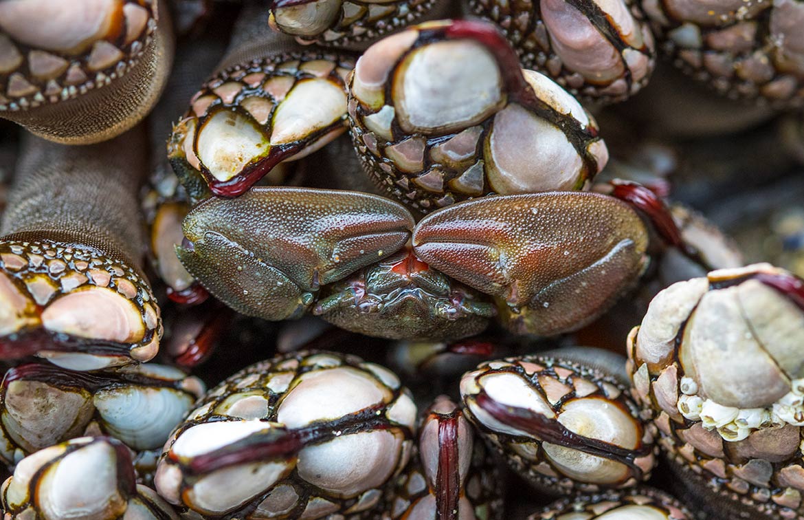 Stumphumper Horntail Wasp