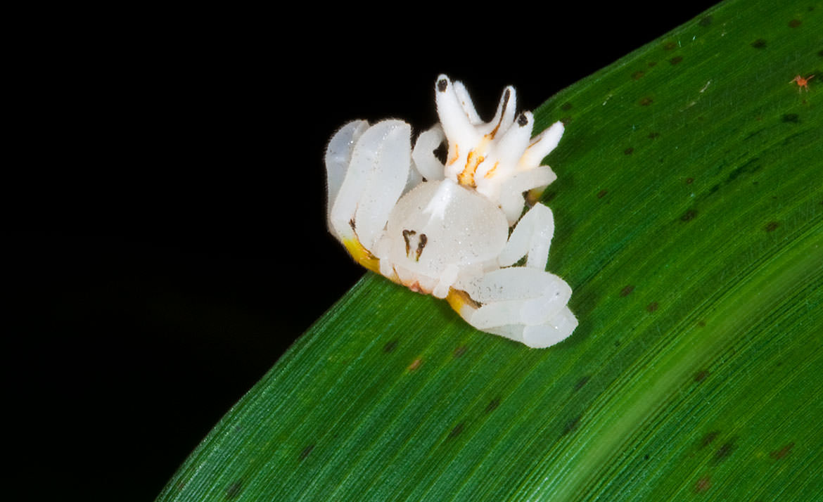 Flower Crab Spider