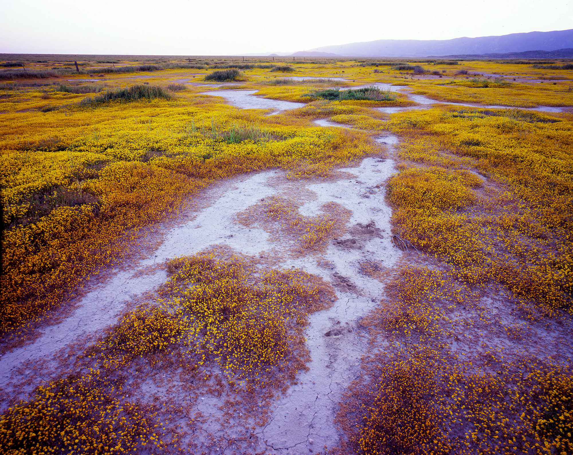 Blooms, Carrizo Plain, California