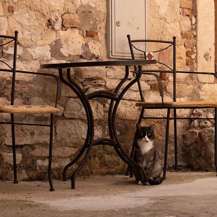 Fluffy Cat in Rovinj, Istria