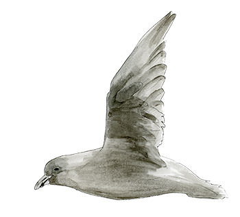 Watercolor and Copic marker sketch of a Fork-tailed Storm-Petrel (Hydrobates furcatus), by Erik Gauger.