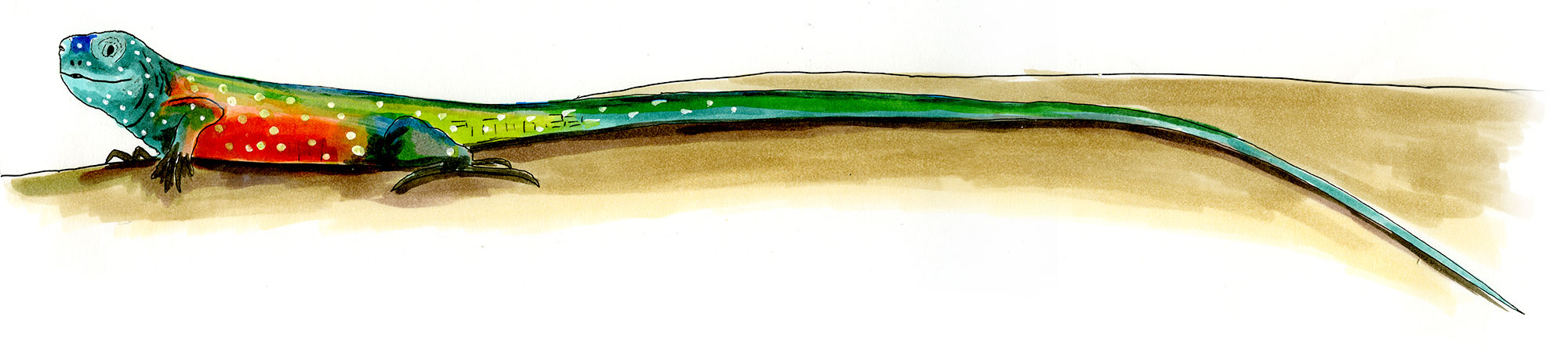 Copic and watercolor sketch of Gaige's Rainbow Lizard (Cnemidophorus gaigei)