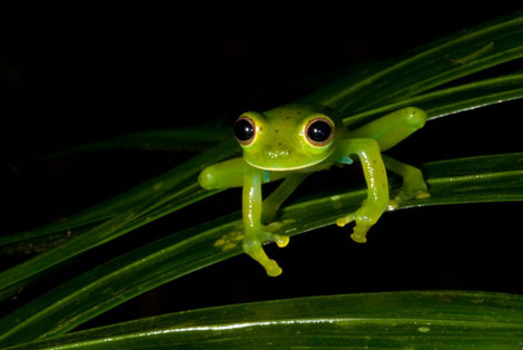 The Glass Frog of El Valle