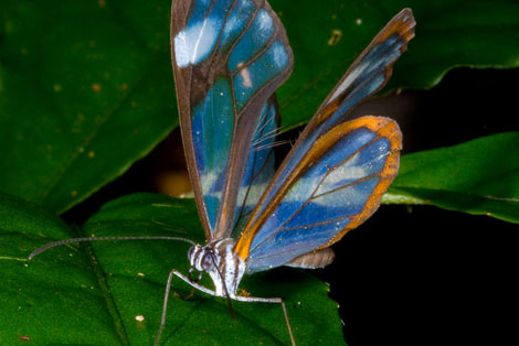 Glasswing Butterflies