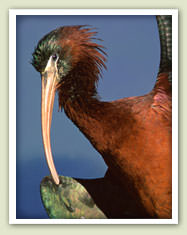 Glossy Ibis
