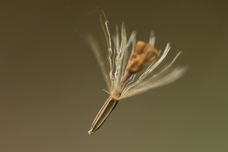 A Wild Seed in the Colombian Santa Marta mountains.