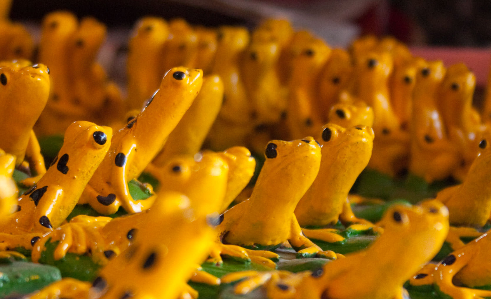 Golden Frogs of El Valle