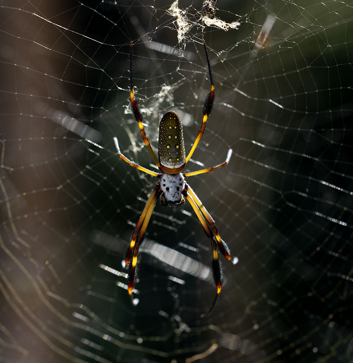 Golden Silk Spider (Trichonephila clavipes) in Minca, Colombia, hanging in a golden orb web