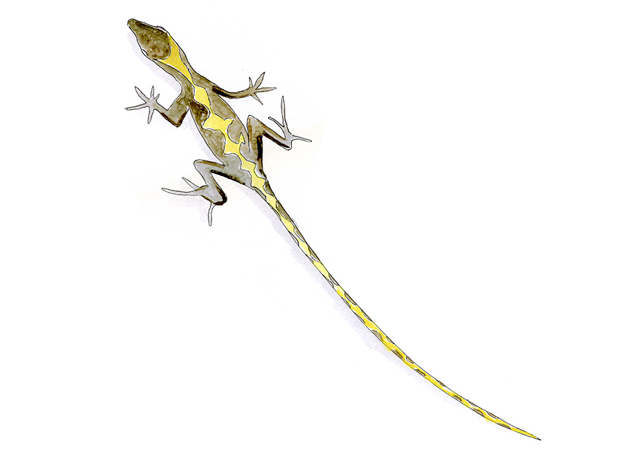 Copic and watercolor sketch of Golfo Dulce Anole (Anolis polylepis)