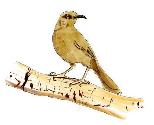 Watercolor and Copic marker sketch of a Great-tailed Grackle (Quiscalus mexicanus), by Erik Gauger.