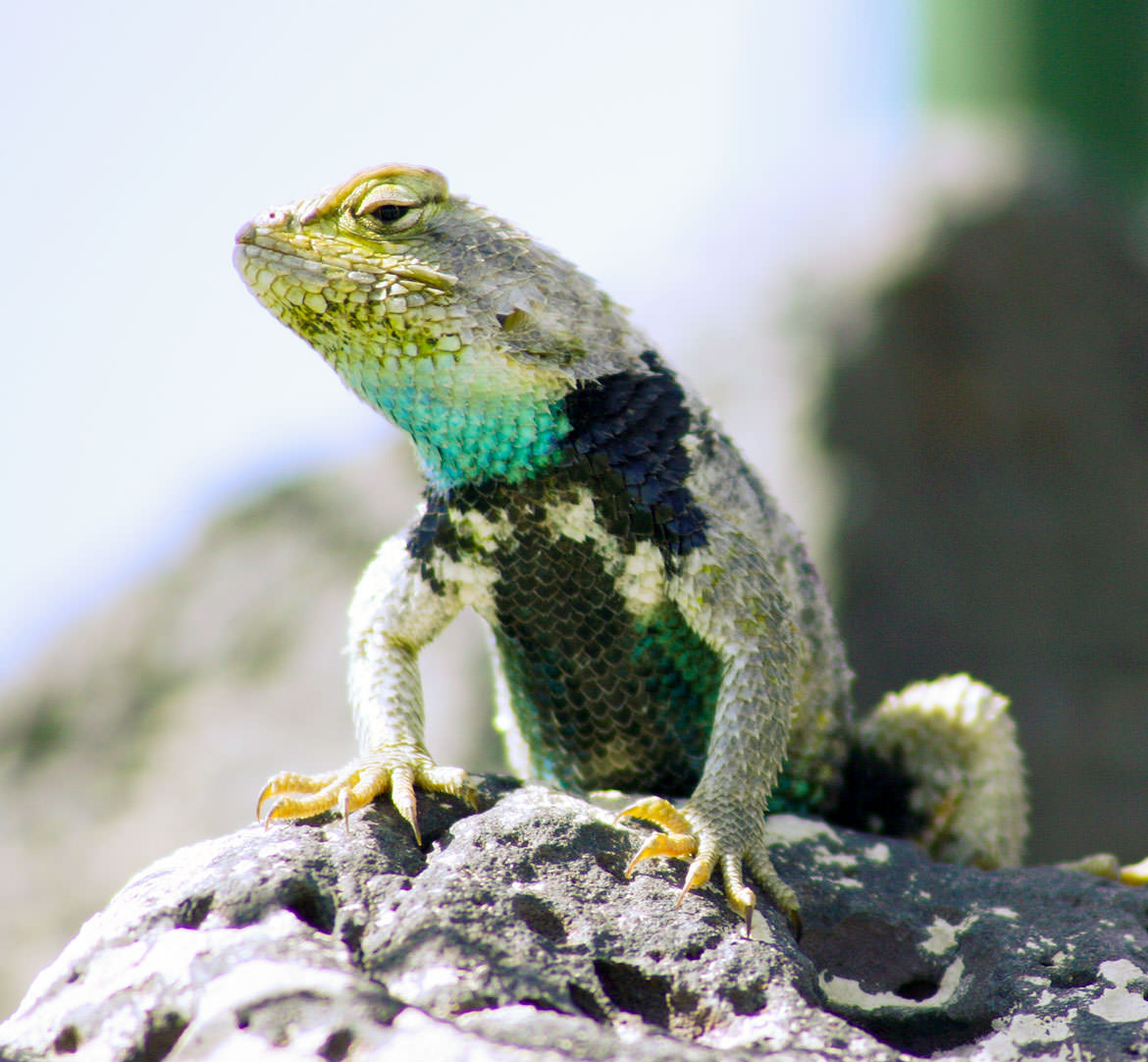 Great Basin Lizard