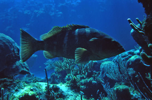 Great Guana Cay Reef
