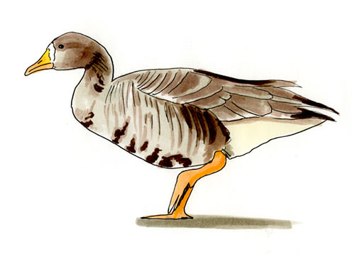 Watercolor and Copic marker sketch of a Greater White-fronted Goose (Anser albifrons), by Erik Gauger.