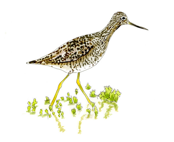 Watercolor and Copic marker sketch of a Greater Yellowlegs (Tringa melanoleuca), by Erik Gauger.