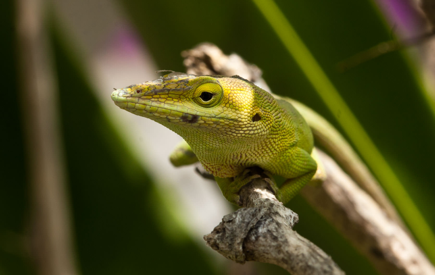 Green Anole, Green Turtle Cay