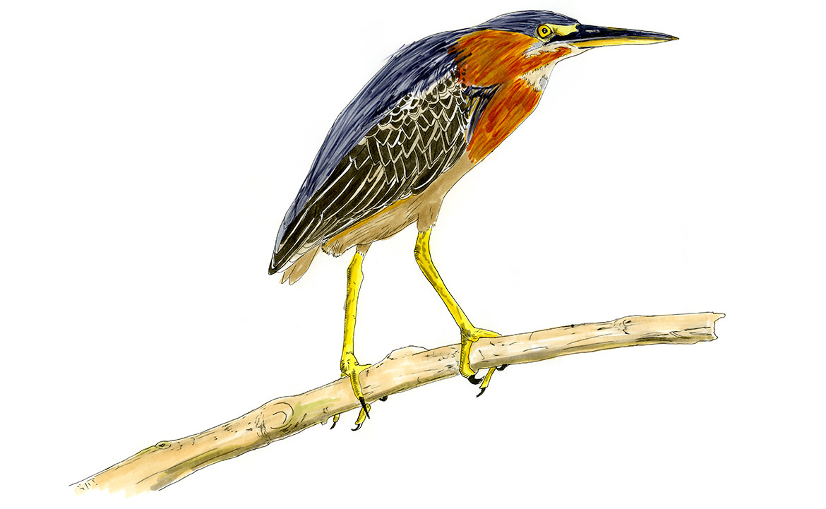 Common Basilisk Sketch