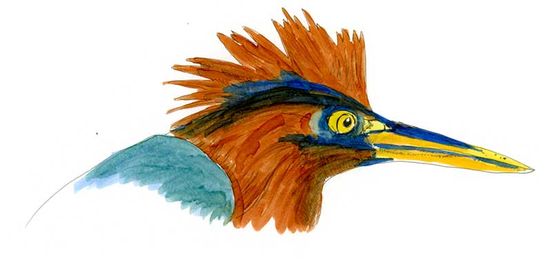 Green Heron, Dominican Republic