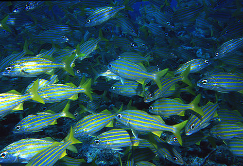 La Sagras Flycatcher